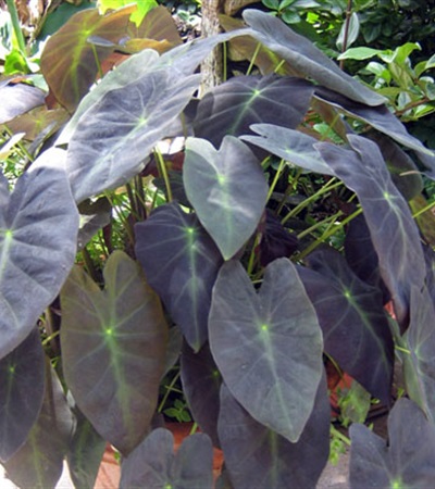 Elephant Ear Black Beauty